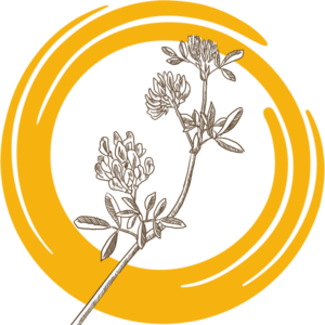 Семена донника белого ОБСКОЙ ГИГАНТ РС2