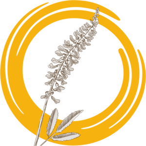 Семена донника белого ОБСКОЙ ГИГАНТ РС2