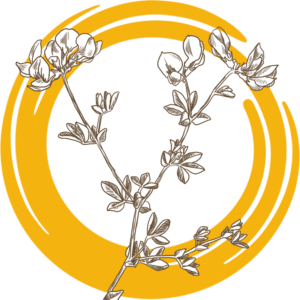 Семена донника белого ОБСКОЙ ГИГАНТ РС2