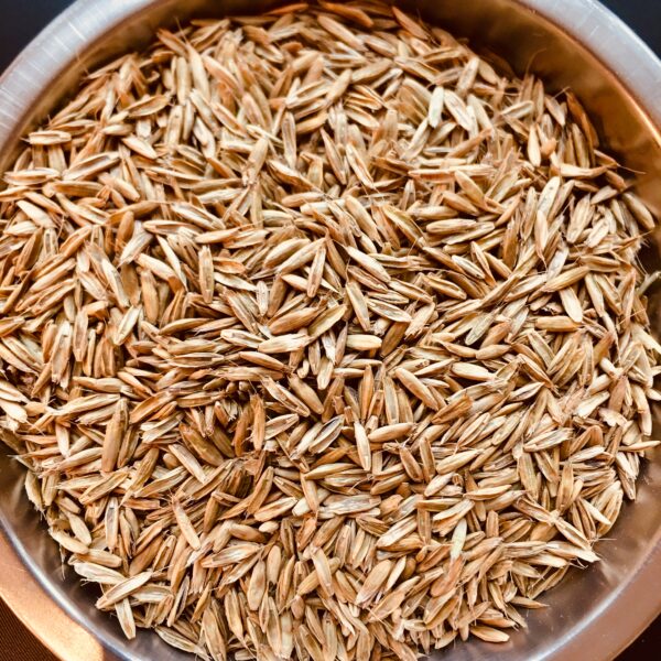 Райграс однолетний